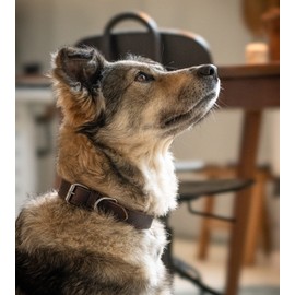 Hundehalsband Leder - Fettleder Hunde Halsband Lederhalsband aus Echtleder Fat-Tony dunkelbraun (XL)