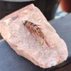 Fly Fishing Hooks, Nymph, Stone Fly Bait, Fly Bait for