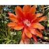 Cactus Epiphyllum Crest in 4 inch pots / Orchid Cactus