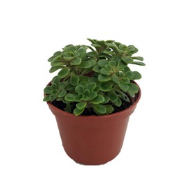 Irish Bouquet Succulent -Aeonium lindleyi VAR. viscatum 'Irish Bouquet'-2.5" Pot