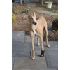 Westcoast Thera-Paw Padded - Size TF, Supportive & Protective Boot