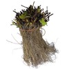 Strawberry Albion Bare Root Plants 25 Count - Day Neutral