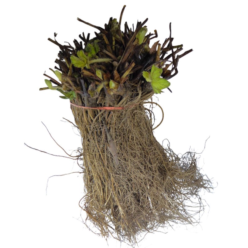 Strawberry Albion Bare Root Plants 25 Count - Day Neutral