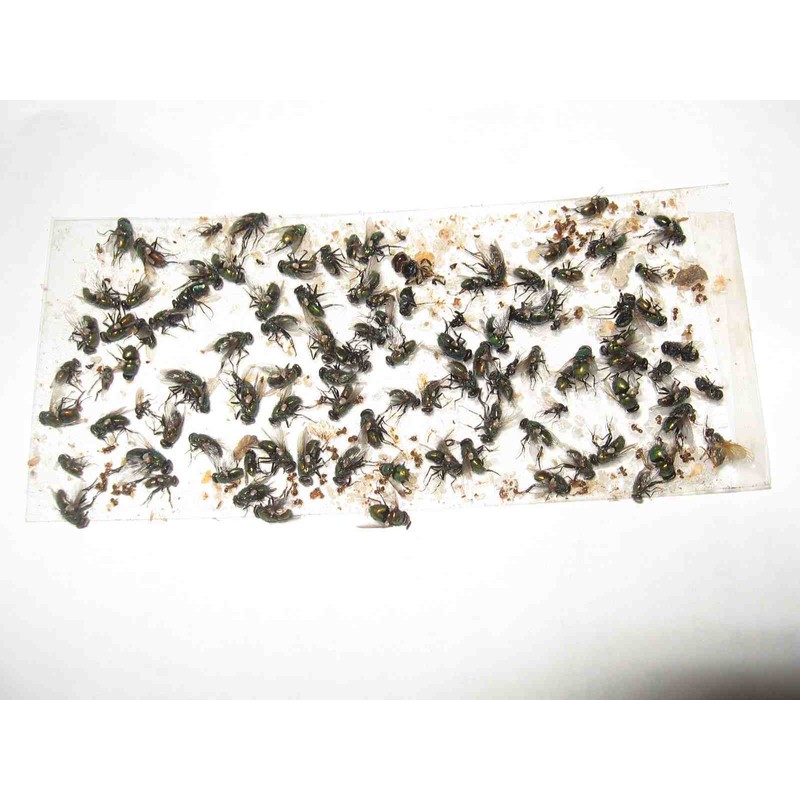 Tred-Not 10 pk ALL INSECT STICKY TRAPS. Fly, Spider, Cricket,