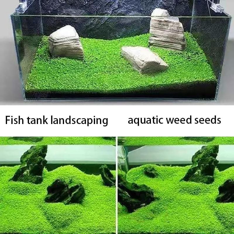 4 Bags Aquarium Plant S.e.e.ds, not Artificial Plastic Plant, Fish