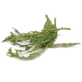 Starwest Botanicals CEDAR TIPS WESTERN RED WC