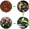 100Pcs Calla Lily Seeds Beautiful Flowers