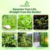Outsidepride Stevia Sweetleaf Seeds - 100 Pcs. Perennial, Versatile &