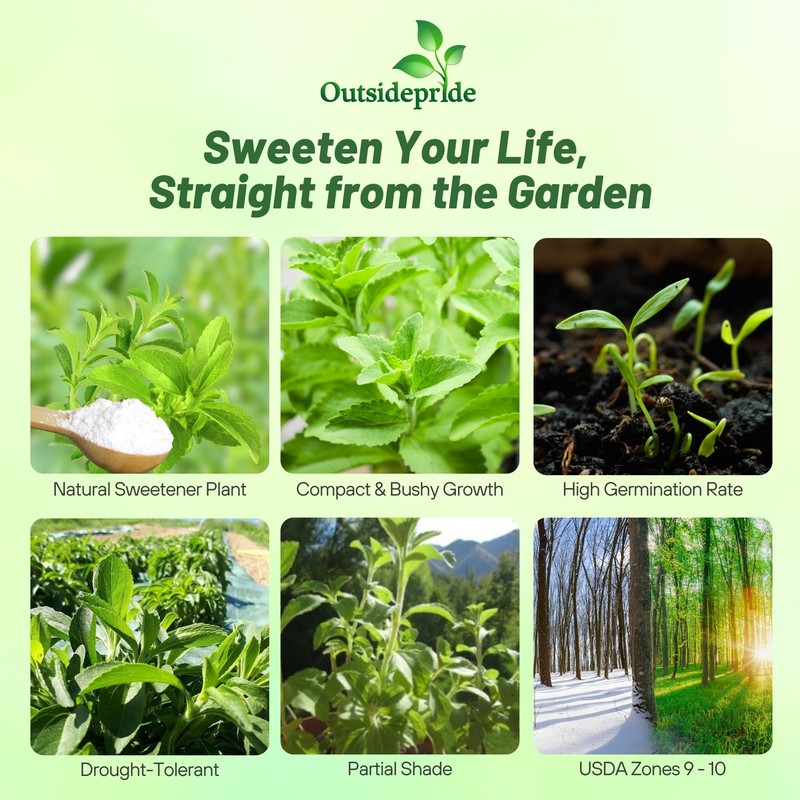 Outsidepride Stevia Sweetleaf Seeds - 100 Pcs. Perennial, Versatile &