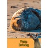 Seal Birthday Card