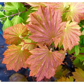 Otaki Fullmoon Japanese Maple 3 - Year Live Plant