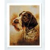German Wirehaired Pointer Head Study Notecards 12 Note Cards w/Envelopes