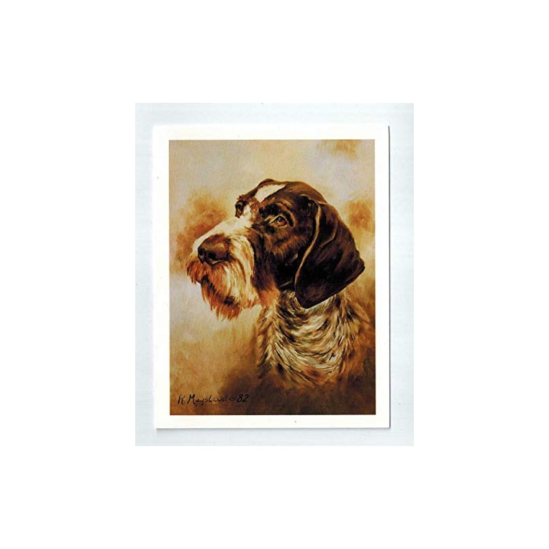 German Wirehaired Pointer Head Study Notecards 12 Note Cards w/Envelopes