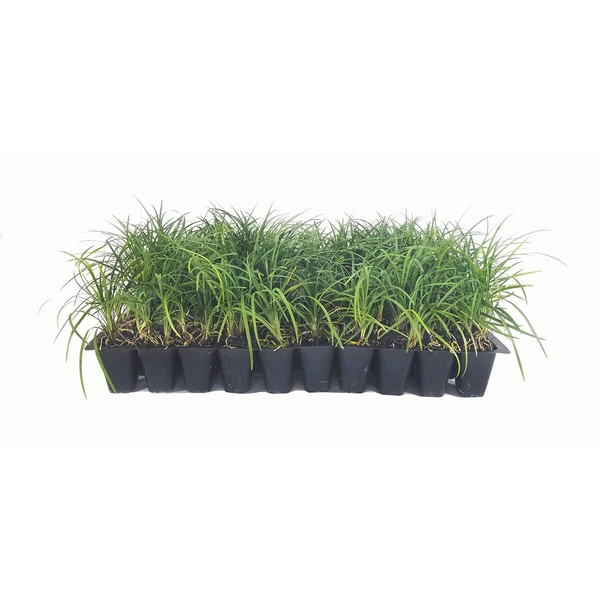 Mondo Grass - 40 Live Plants - Ophiopogon Japonicus - Shade Loving Evergreen Groundcover