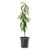 Red Haven Peach Tree, Freestone Pit, Heavy-Bearing, Cold Hardy, 1
