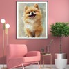 LAENAKR Paint by Number for Adults Beginner, Pomeranian Dog Paint