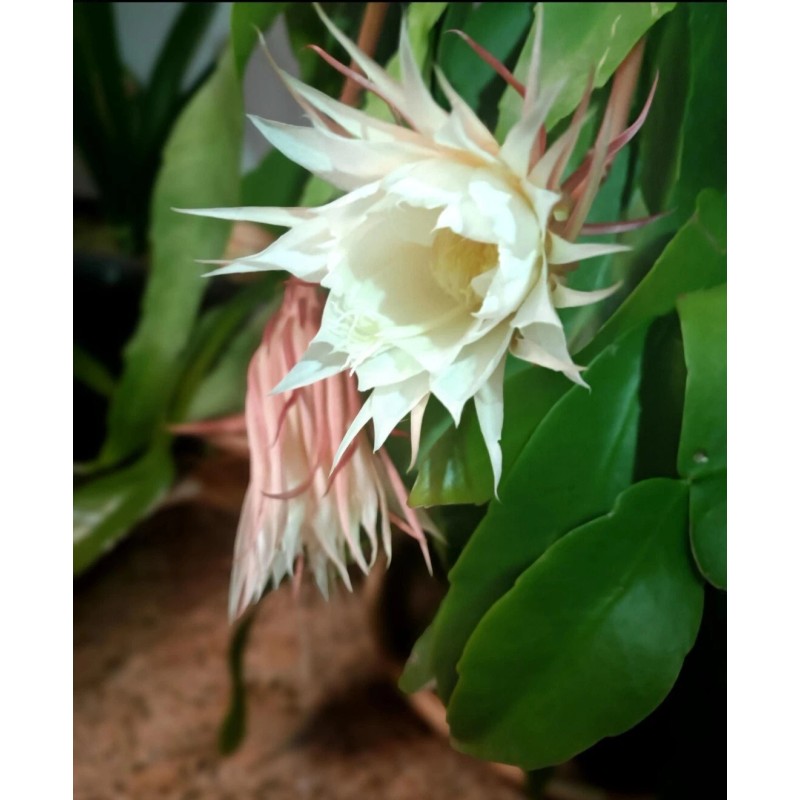 Zensability CUTTING w/ root - Epiphyllum oxipetalum 'Queen of the