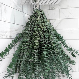 Andekas 25 PCS Real Dried Eucalyptus Stems for Shower Hanging-17'' Large Preserved Eucalyptus Shower Plants Shower Stuff for Shower Decor, Fresh Eucalyptus Leaves, Fragrance, Bathroom Vase Decor