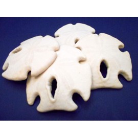 Set of 6 White Rustic Arrowhead Sand Dollars 3-3 1/2" Beach Wedding Coastal Cottage Decor