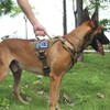 ICEFANG GN8 Tactical Dog Harness with 4X Metal Buckles for