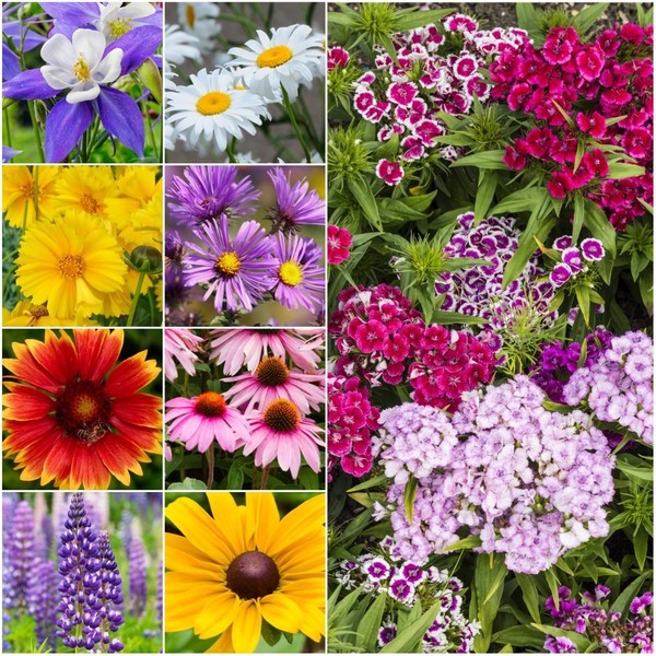 Seed Needs, Large 2 Ounce Package of 30,000+ All Perennial Wildflower Seed Mixture for Planting (99% Pure Live Seed Butterfly Attracting - NO Filler) 16 Species Varieties Perennial - Bulk