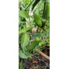 Mari's Seeds Serrano Chili seeds 24 seeds