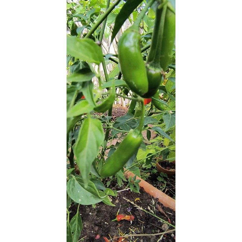 Mari's Seeds Serrano Chili seeds 24 seeds