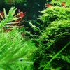 Java Moss on Coconut Shell Driftwood Bridge Live Aquatic Plant