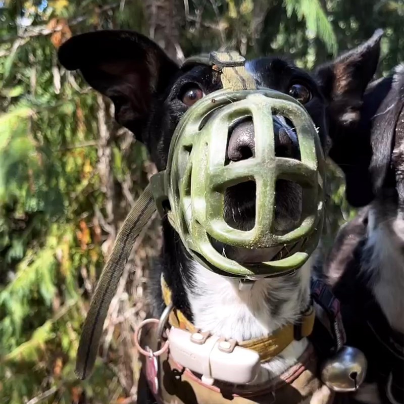 Mayerzon Dog Muzzle, Breathable Basket Muzzles for Small, Medium, Large