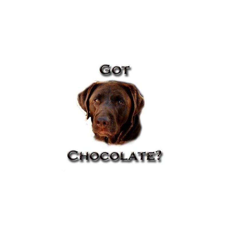 CafePress Got Chocolate Oval Car Bumper Sticker