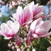 No Brand 2 Saucer Magnolia Tree - 6-12" Tall Live