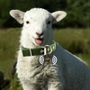 Goat Collars with Bells, 5 Pcs Adjustable Nylon Sheep Collar
