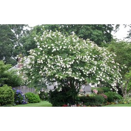 Natchez Crape Myrtle - White Flowering Tree - Live Plant Shipped 1 Foot Tall in Gallon Container by DAS Farms
