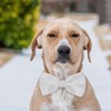 KOOLMOX Dog Bow Tie, Adjustable White Dog Collar Bow Tie