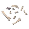 Toyland® Dinosaur Operation With Buzzer & Shaking Board - Family
