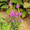 Little Seed Store 51+OBEDIENT PLANT Flower Seeds Native Wildflower Deer