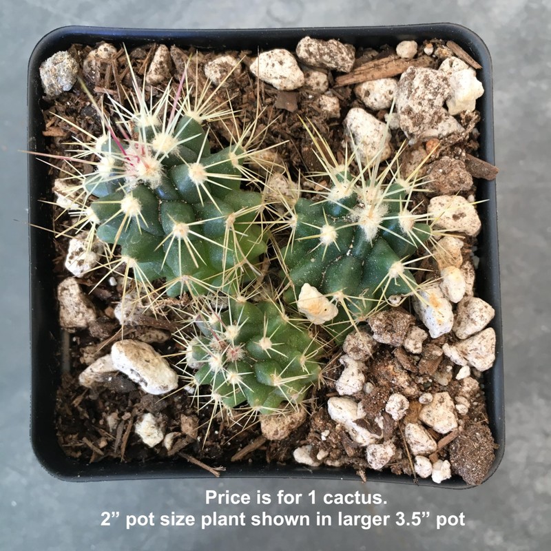 Generic Echinocactus grusonii Cactus (Golden Barrel) Red Flowers Variety, green