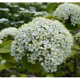 Viburnum Lantana (Twistwood, Wayfaring Tree) Tree Seed, Small Flat-Topped Creamy-White Flowers, Glossy red Fruits, You Choose The Quantity (1 Pack)