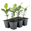 6 Pineapple Guava (Feijoa) Trees | 6 Saplings in 2.5-inch