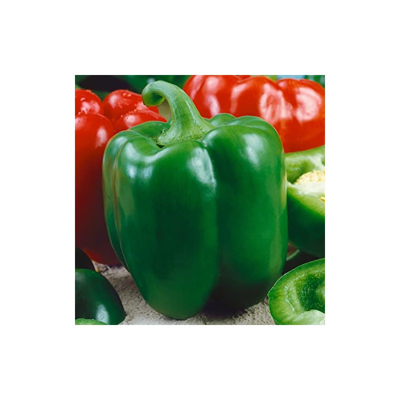 Chinese Giant Sweet Pepper Seeds - 1 Oz ~5000 Seeds