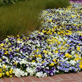 Pansy Seeds - Cool Wave Mix - Packet - Mixed Flower Seeds, Hybrid Seed Attracts Bees, Attracts Butterflies, Attracts Pollinators, Easy to Grow & Maintain, Edible, Fragrant, Container Garden
