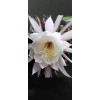 exotic 4 CLIPPINGS-Epiphyllum oxipetalum 'Queen of the Night' - 8"