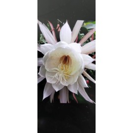 exotic 4 CLIPPINGS-Epiphyllum oxipetalum 'Queen of the Night' - 8" - Magical Plant