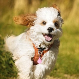 PawView Pink Smart Pet ID Tag – NFC/QR Code Anti-Loss Tag for Dogs & Cats, No Subscription, Waterproof & Silent, Easy to Update Info