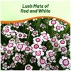 Outsidepride Maiden Pink White Dianthus Seeds for Planting - 5000