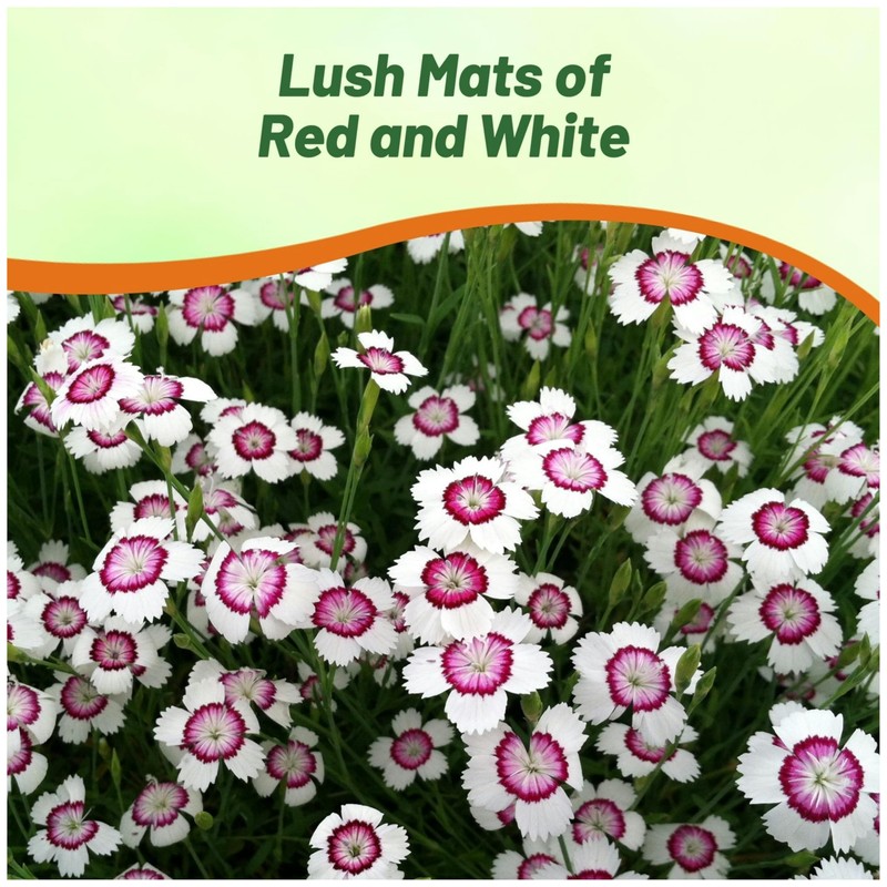Outsidepride Maiden Pink White Dianthus Seeds for Planting - 5000