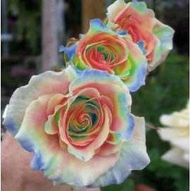 Toadstool Seeds 10 Rainbow Rose Seeds Flower Bush Perennial Flowers Seed Bloom 266 US SELLER