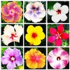 Hibiscus Mix 100+ Seeds Flowers Planting for Outdoor Indoor