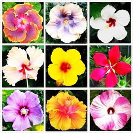 Hibiscus Mix 100+ Seeds Flowers Planting for Outdoor Indoor