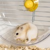 Hamster Wheel Quiet Spinner Hamster Wheel 21 cm Hamster Spinner
